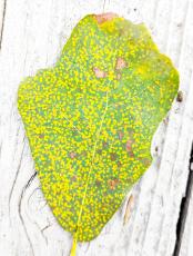 Texas A&M good for identifying diseases in plants