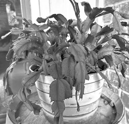 Christmas cactus are tropical rainforest natives