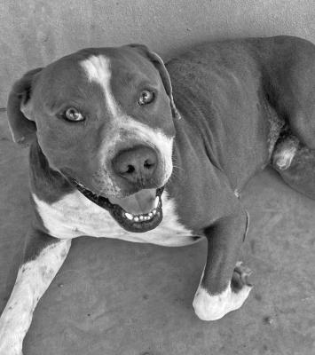 PET OF THE WEEK