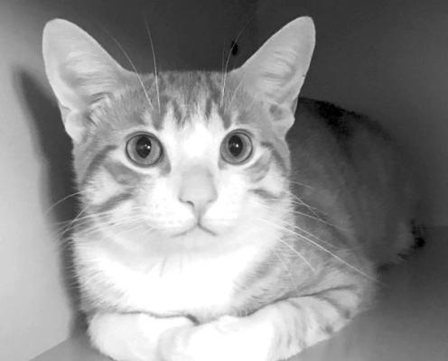 PET OF THE WEEK