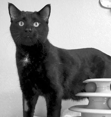 PET OF THE WEEK