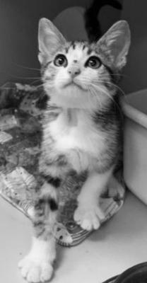 PET OF THE WEEK