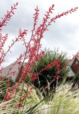 Established xerophytic plants shouldn’t be disturbed