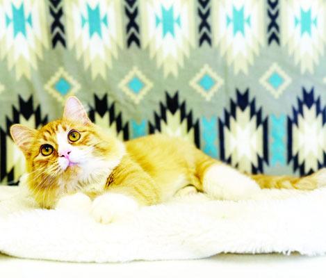 PET OF THE WEEK
