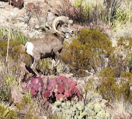 Desert bighorn ram Photo courtesy of BRI