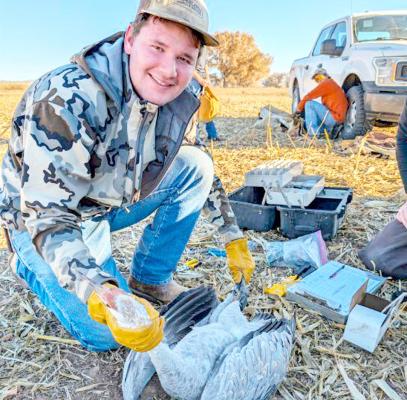 Jack Bussey, a member of the Borderlands Research Institute team, recently participated in capturing Sandhill Cranes, adding GSM-GPS transmitters, auxiliary markers, and bands to the birds at the Bernardo Wildlife Area in New Mexico. This initiative supports long-time banding and marking that the central and Pacific flyways use to help determine management decisions. Courtesy photo