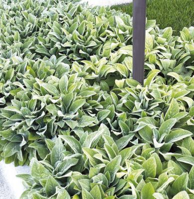 Some perennials will deteriorate quickly after blooming
