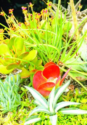 Clay pots, fi ne gravel- diluted organic potting mix, and half fertilizer best for small succulents