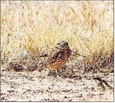 Grassland bird species, such as this burrowing owl, are just one of a multitude of Chihuahuan Desert species that BRI works to conserve. Photo by Kara Gerbert