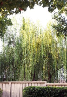 Cottonwood borers detrimental to willows