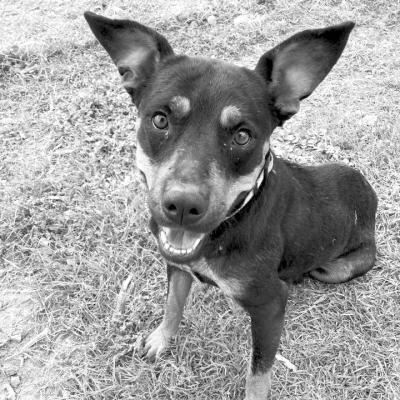 PET OF THE WEEK
