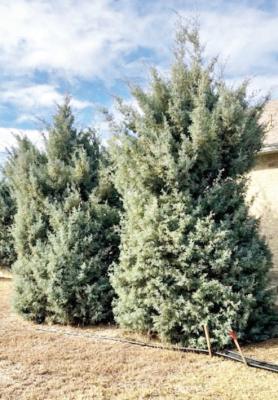 Be cautious when pruning cone-bearing