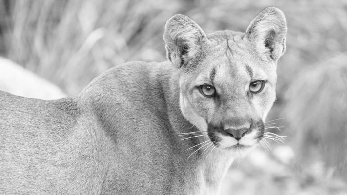 Mountain Lion Photo courtesy BBNP and Dennis Sweetman