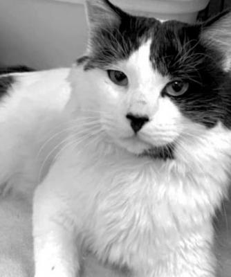 PET OF THE WEEK