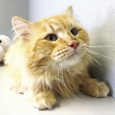 PET OF THE WEEK