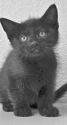 PET OF THE WEEK