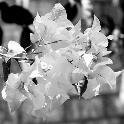 Container bound bougainvilleas require relentless water in summer