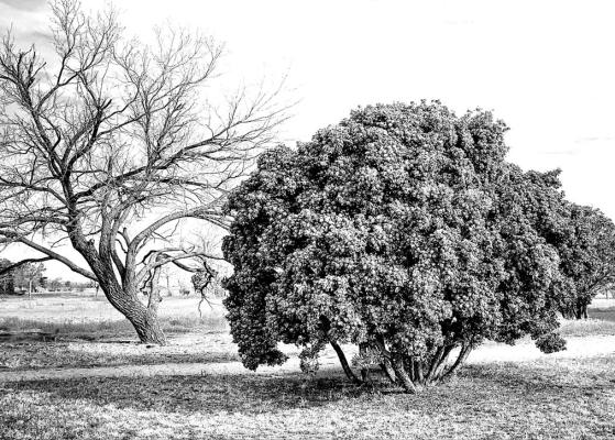 Plants from arid areas still need sufficient water