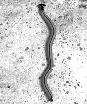 Hammerhead worm.
