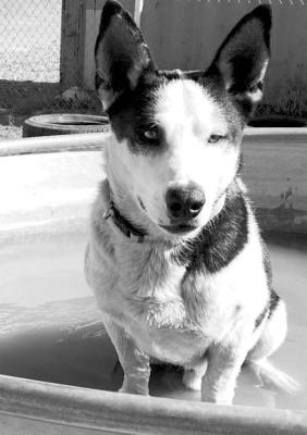 PET OF THE WEEK