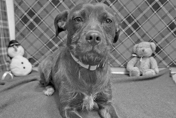 PET OF THE WEEK