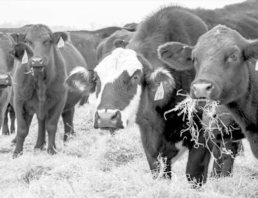 Beef cattle