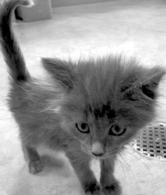 PET OF THE WEEK