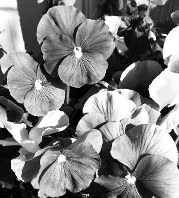 Pansy type depends on use