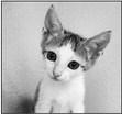 PET OF THE WEEK