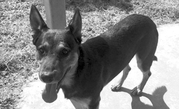 PET OF THE WEEK