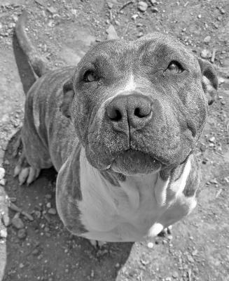 PET OF THE WEEK