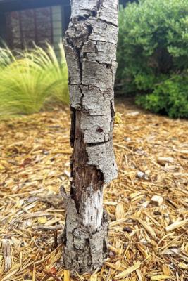 Oaks especially vulnerable to sun scald due to t