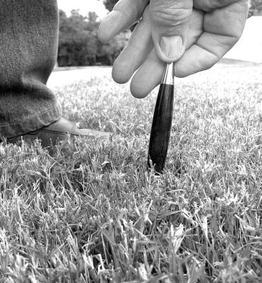 Inappropriate mowing levels can weaken grass