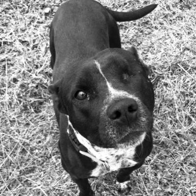 PET OF THE WEEK