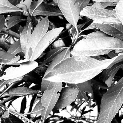 Majestic Beauty Indian hawthorn