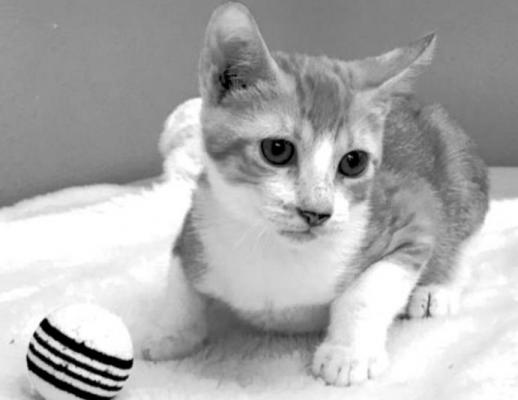 PET OF THE WEEK