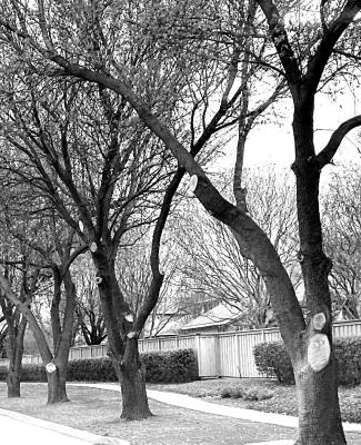 Improper pruning of oaks can lead to fungal disease