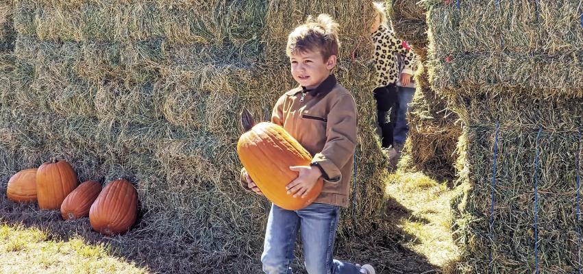 Perfect pumpkin located