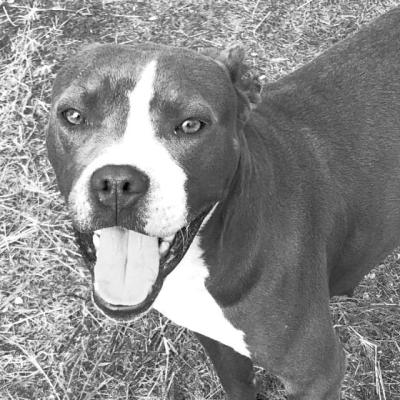 PET OF THE WEEK