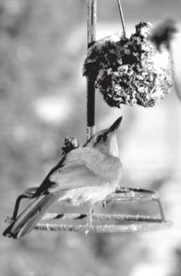 A hungry Scrub Jay visits a seed block. Photo by Gail Diane Yovanovich