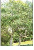 Yaupon hollies are great replacement plants for neighborhood continuity