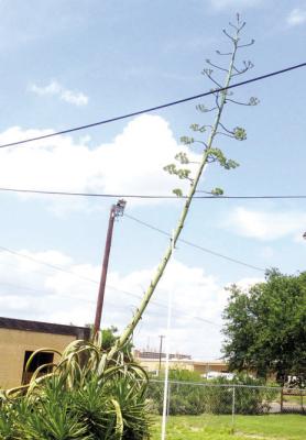 Strong support suggested for leaning century stalks