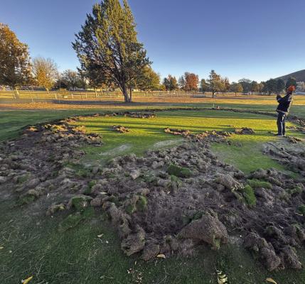 The #2 green at the Alpine golf course is one of three that have recently fallen victim to invasive feral hogs and the destruction they leave behind. Courtesy photo