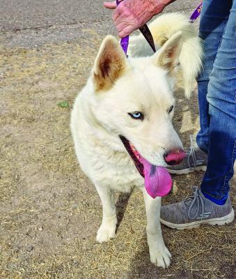 Phobos the Husky is currently searching for his forever home and would make a great companion for energetic kids. Photo by Kara Gerbert