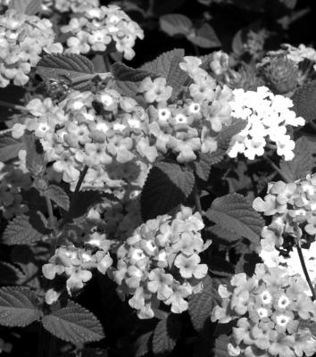 Trailing lantanas not very winter-hardy