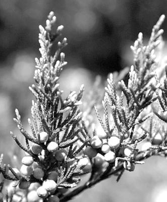 Removing male cedars won’t stop cedar allergies
