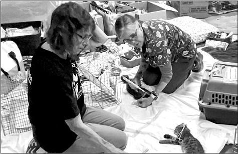 Volunteers tend to recently spayed and neutered feral cats at a clinic held last weekend at the Civic Center in Alpine. Avalanche photo by Gail Diane Yovanovich