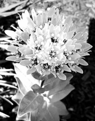 Native milkweed