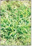 Pre-emergent must be used at the right time of year, depending on the type of weed