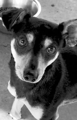 PET OF THE WEEK